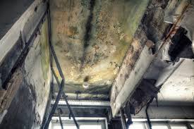 Best Commercial Mold Inspection  in Newhall, IA